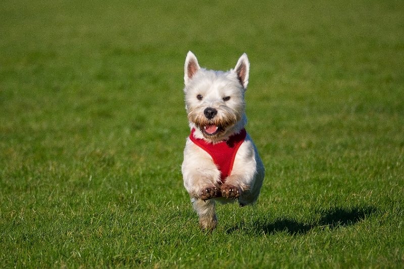 west highland terrier corriendo
