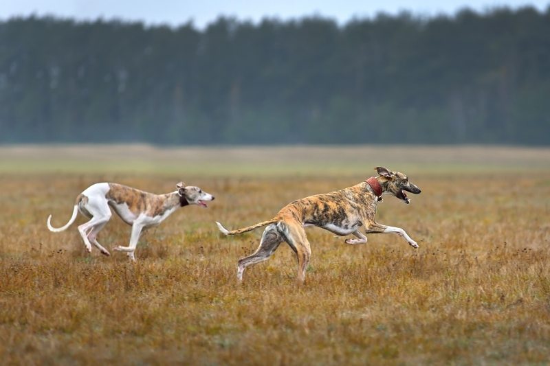 whippet fast breed