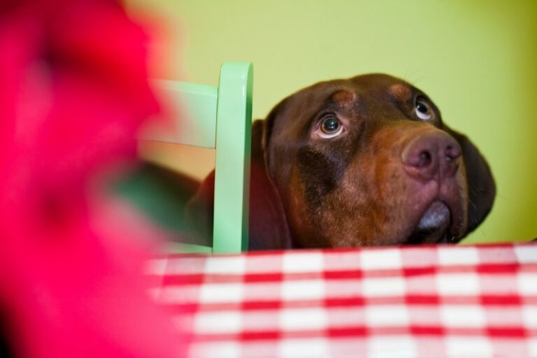 Why do dogs beg for food?