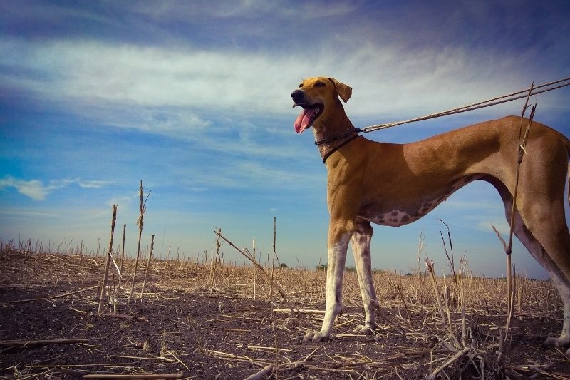 Chippiparai dog