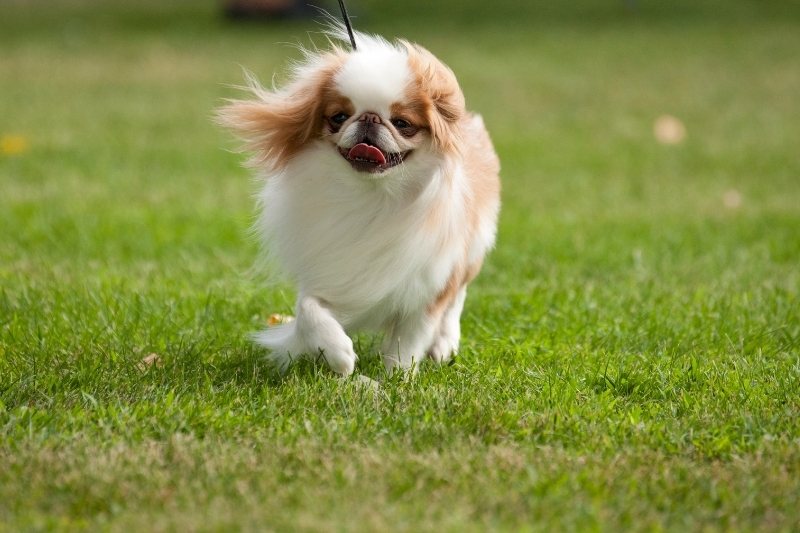 Japanese Chin dog