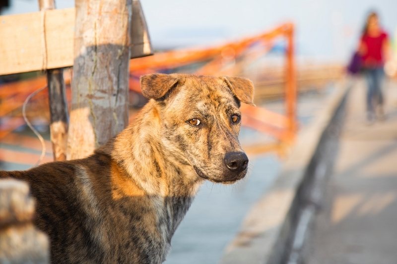 Phu Quoc Ridgeback near sea