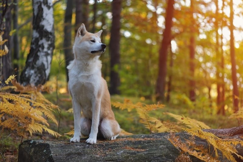 akita inu dans une forêt