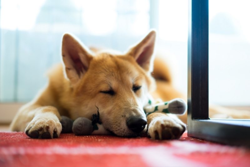 akita inu dans une maison