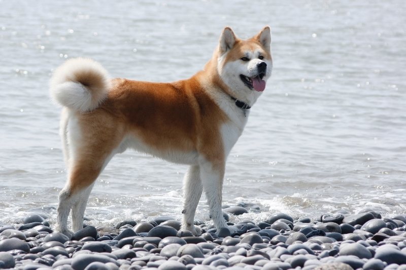 akita inu near water
