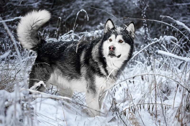 alaskan malamute in snow