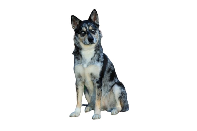 ausky