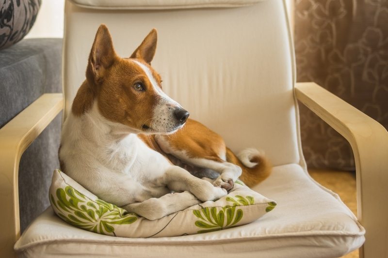 basenji alone