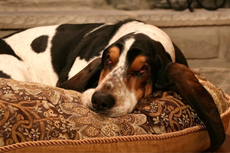 basset hound allongé