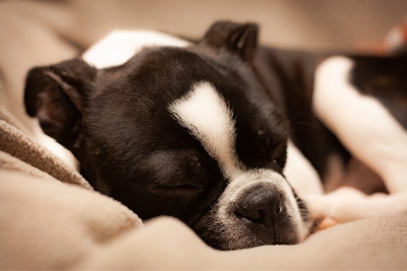 boston terrier seul dans un appartement