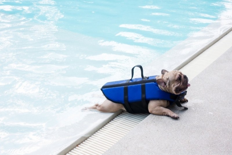 Can French Bulldogs swim?