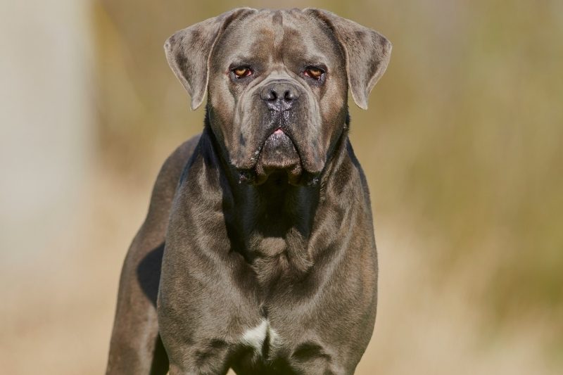 cane corso qui regarde devant lui