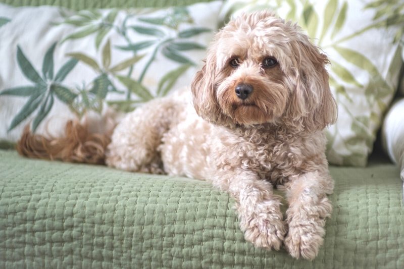 cavapoo perro