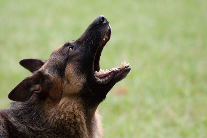 chiens de garde