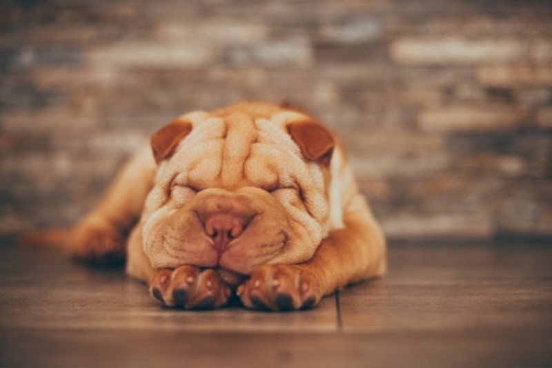 dog breeds that can be left alone for 8 hours