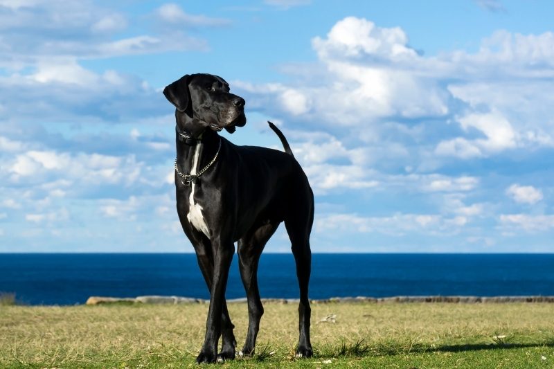 dogue allemand sur du gazon