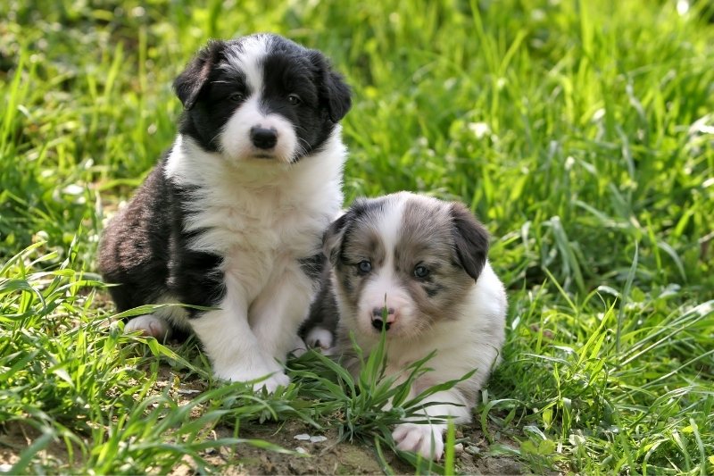 female male border collie