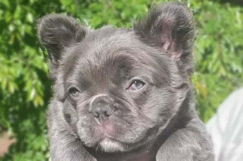 long haired olde english bulldog