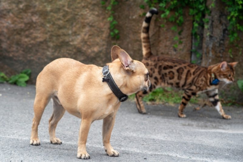 Do French Bulldogs get along with cats?