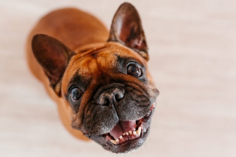 french bulldog looking up
