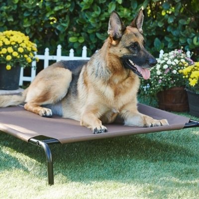 frisco elevated dog bed