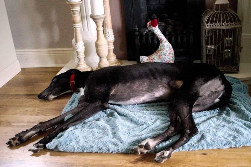greyhound independent dog