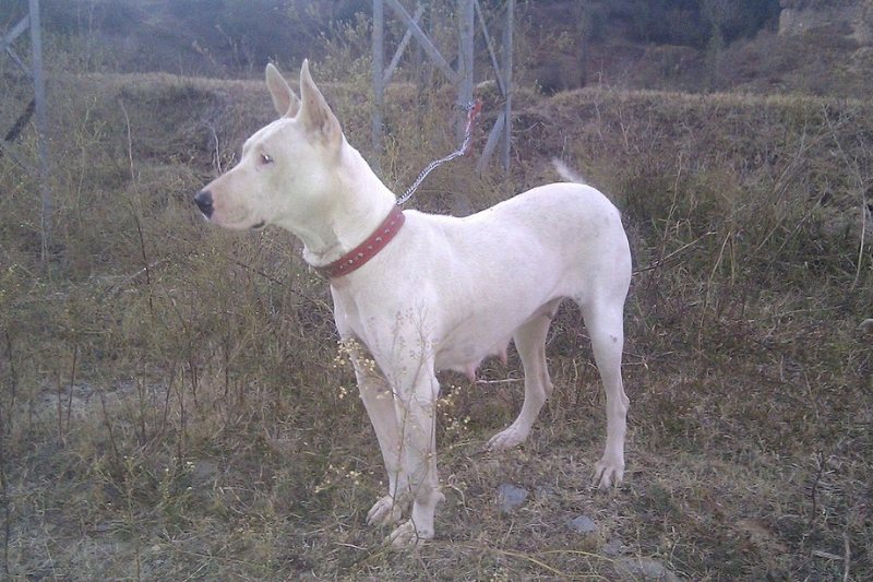 gull terrier asian dog