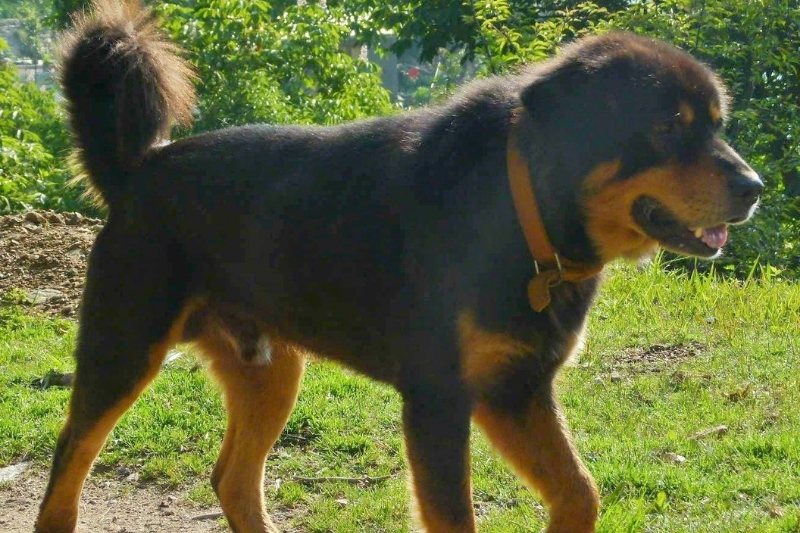 himalayan sheepdog from asia