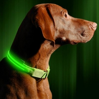 illumiseen dog collar