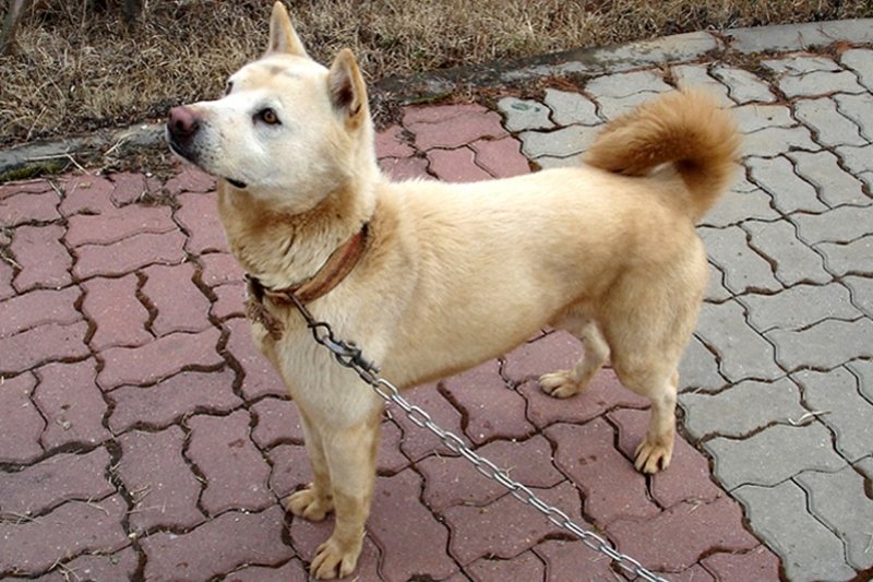 jindo dog breed