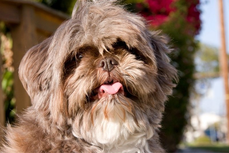 lhasa apso portrait