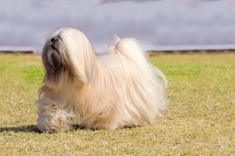 lhasa apso walking