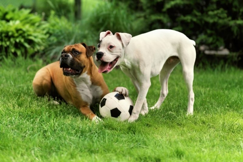 los perros hablan entre ellos