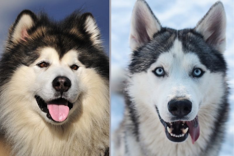 Malamute vs Husky : quelles sont les différences entre ces deux races ?