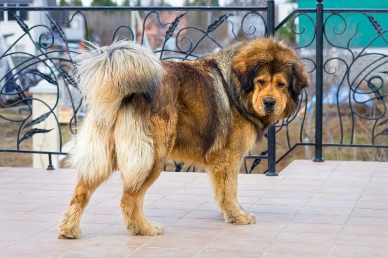 mastiff tibetain chien de defense