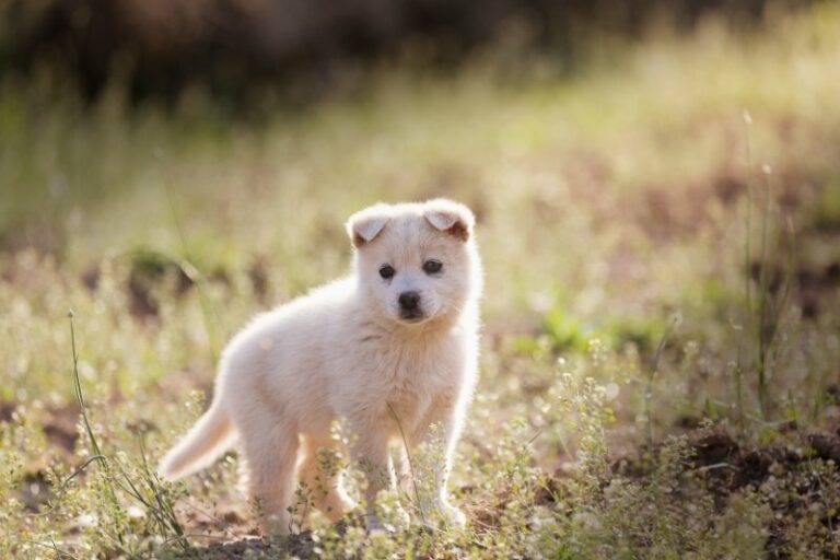 250 ideas de nombres para perros blancos (macho y hembra)