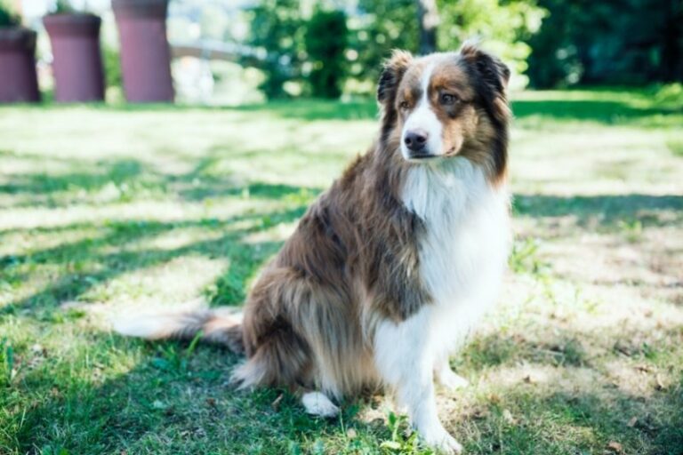 nombres para perros machos