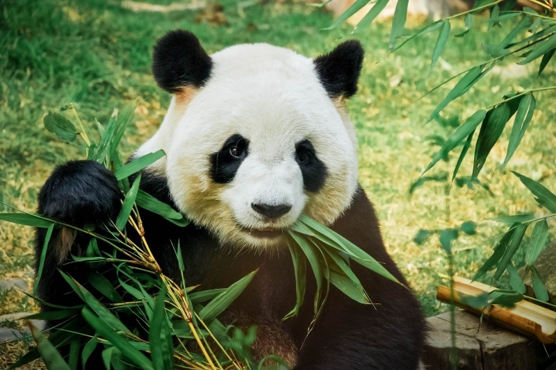 panda comiendo