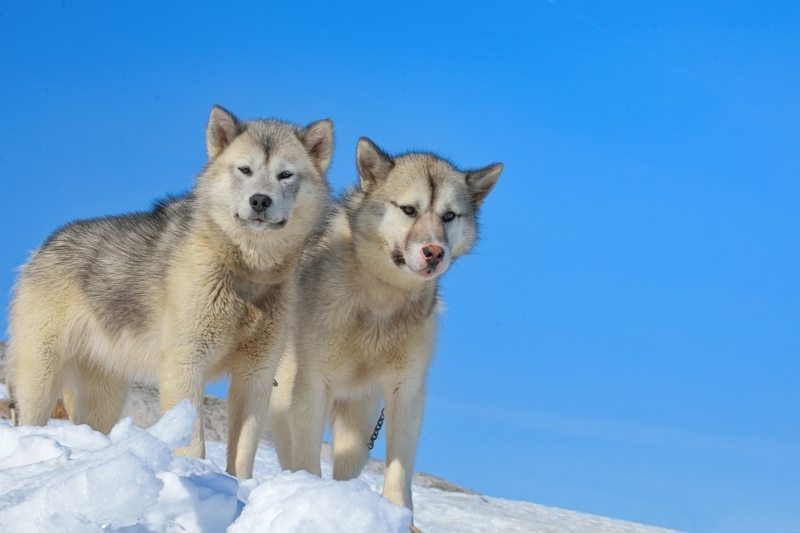 perro de groenlandia nieve