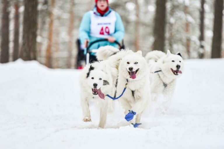 perro de nieve
