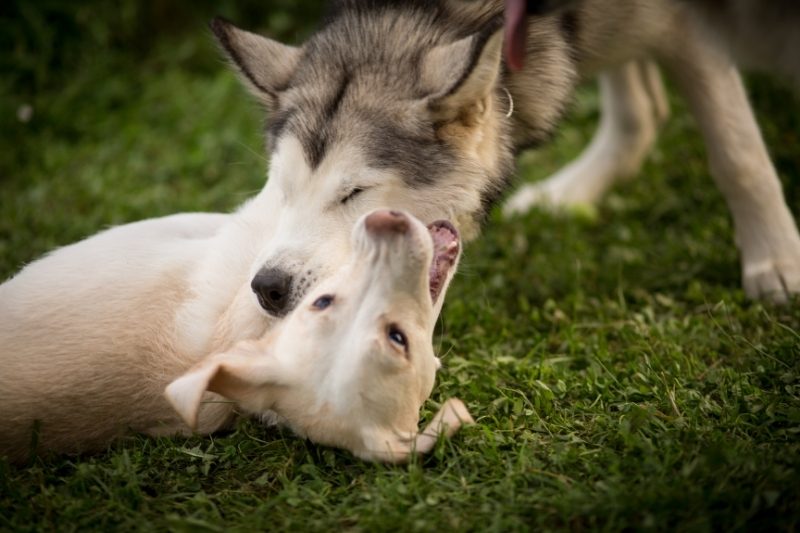 perro mordiendo a otro