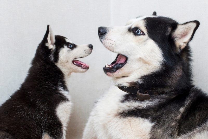 perros ladrando entre ellos