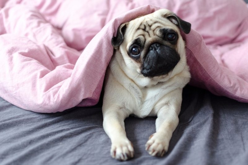 pug dogs that tolerate solitude