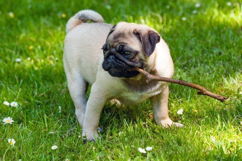 pug with stick