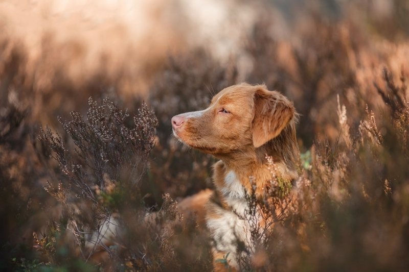 retriever de la nouvelle écosse race