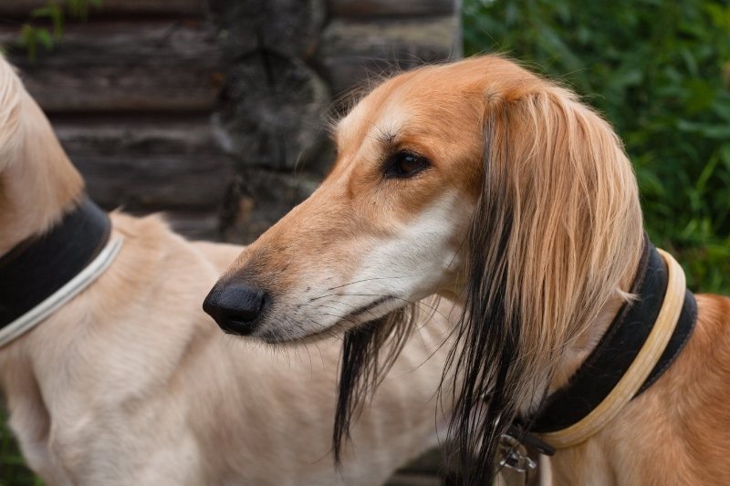 saluki portrait