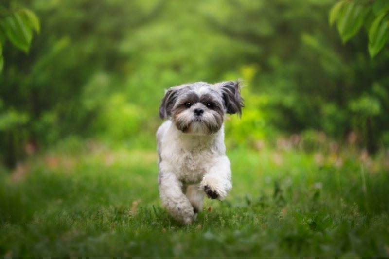 shih tzu dog running