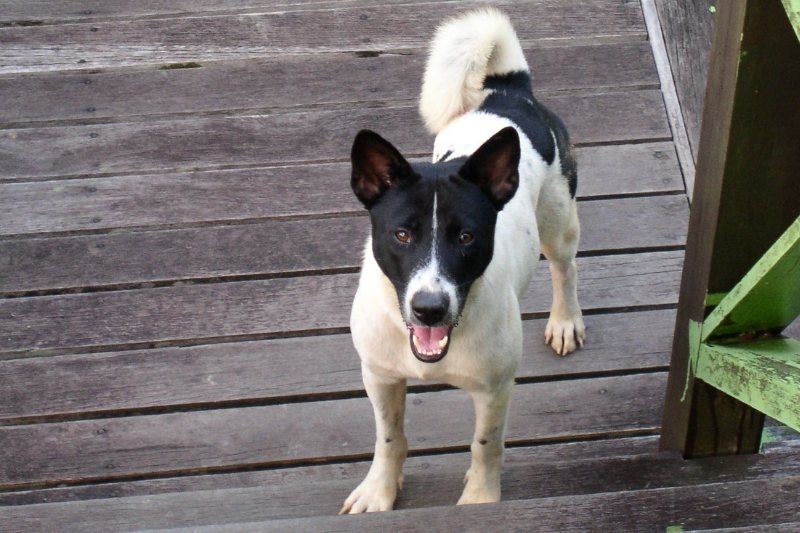 telomian dog asian