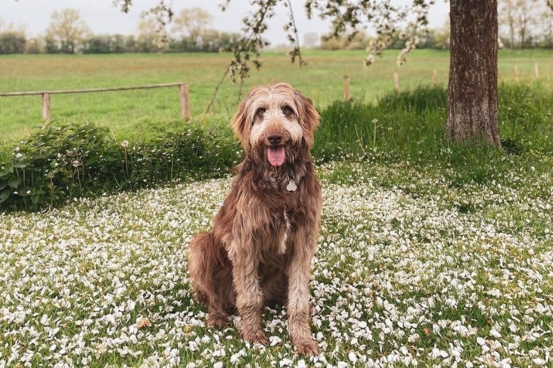 weimaraner poodle mix