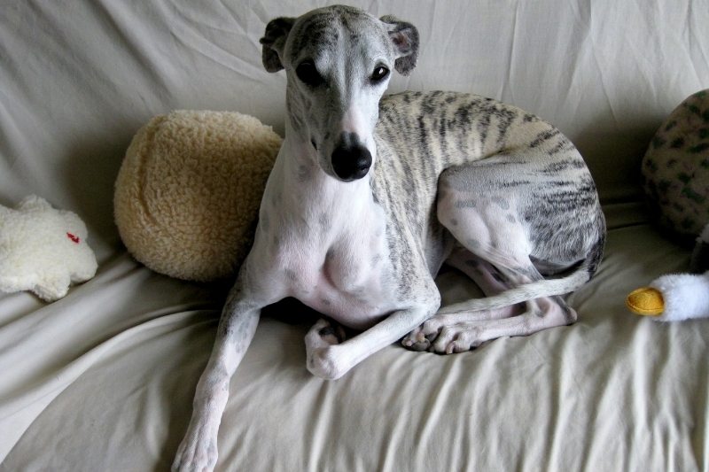 whippet left alone